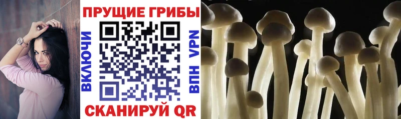 Псилоцибиновые грибы Cubensis  Княгинино 